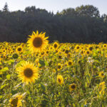 Sonnenblume Inselmühle Usedom-2.jpg