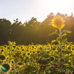 Sonnenblumen Inselmühle Usedom 2-2.jpg