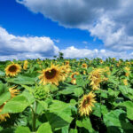 Sonnenblumen Inselmühle Usedom 3.jpg