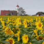 Inselmühle Usedom Sonnenblumen 3.jpg