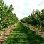 Inselmühle Usedom Aprikosen Plantage (1)