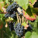 Trauben Rondo Inselmühle Usedom.jpg