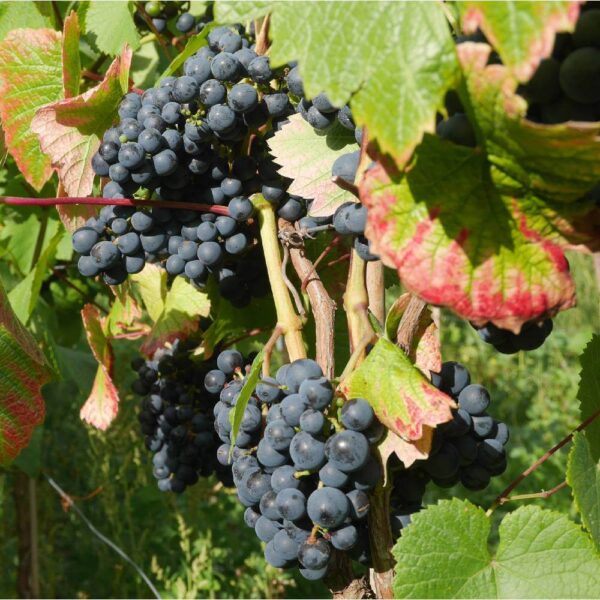 Trauben Rondo Inselmühle Usedom.jpg